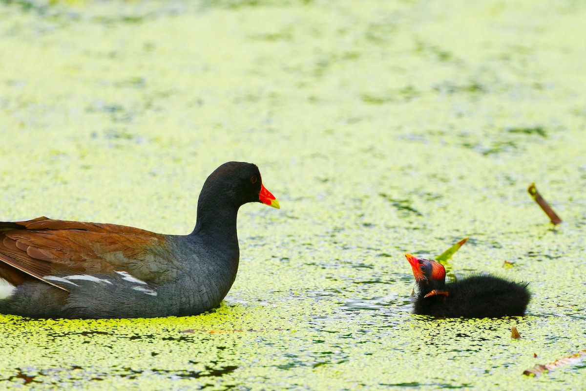 Common Gallinule - ML620722257