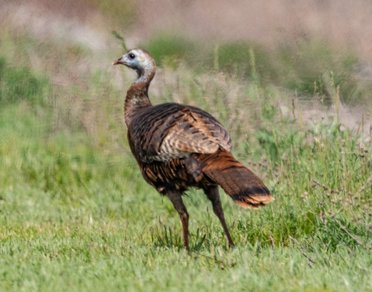 Wild Turkey - ML620722258