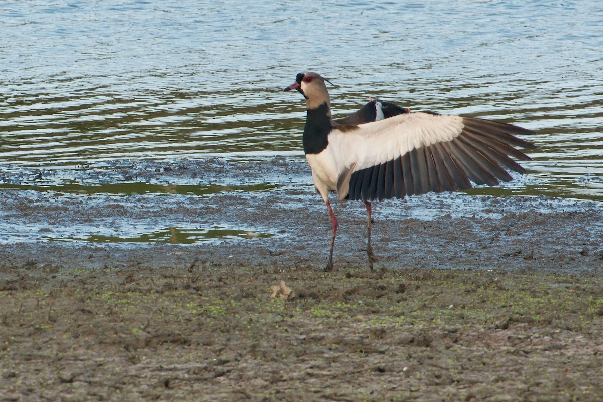 Southern Lapwing - ML620722266