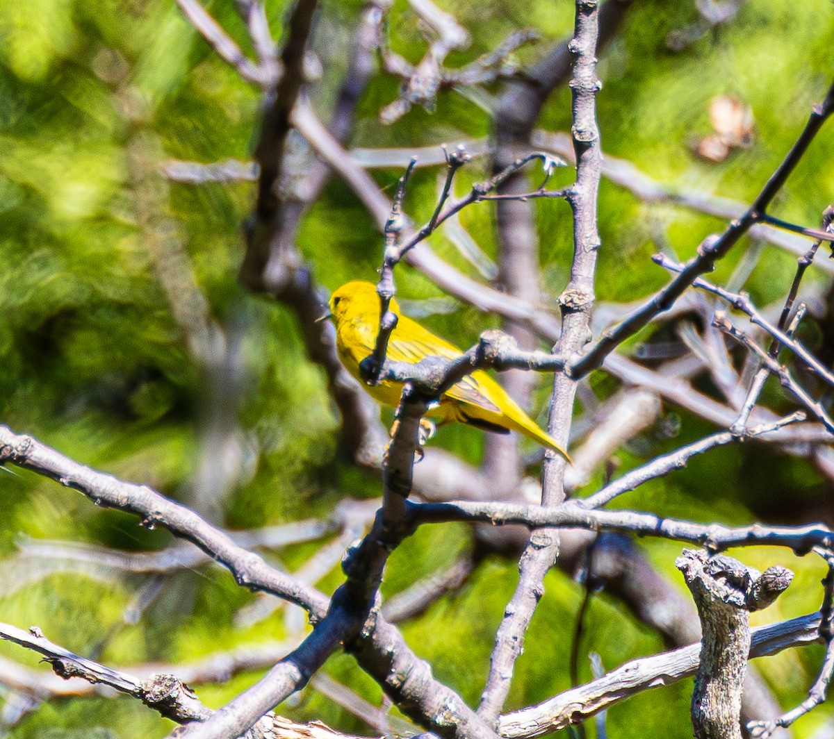 Yellow Warbler - ML620722268