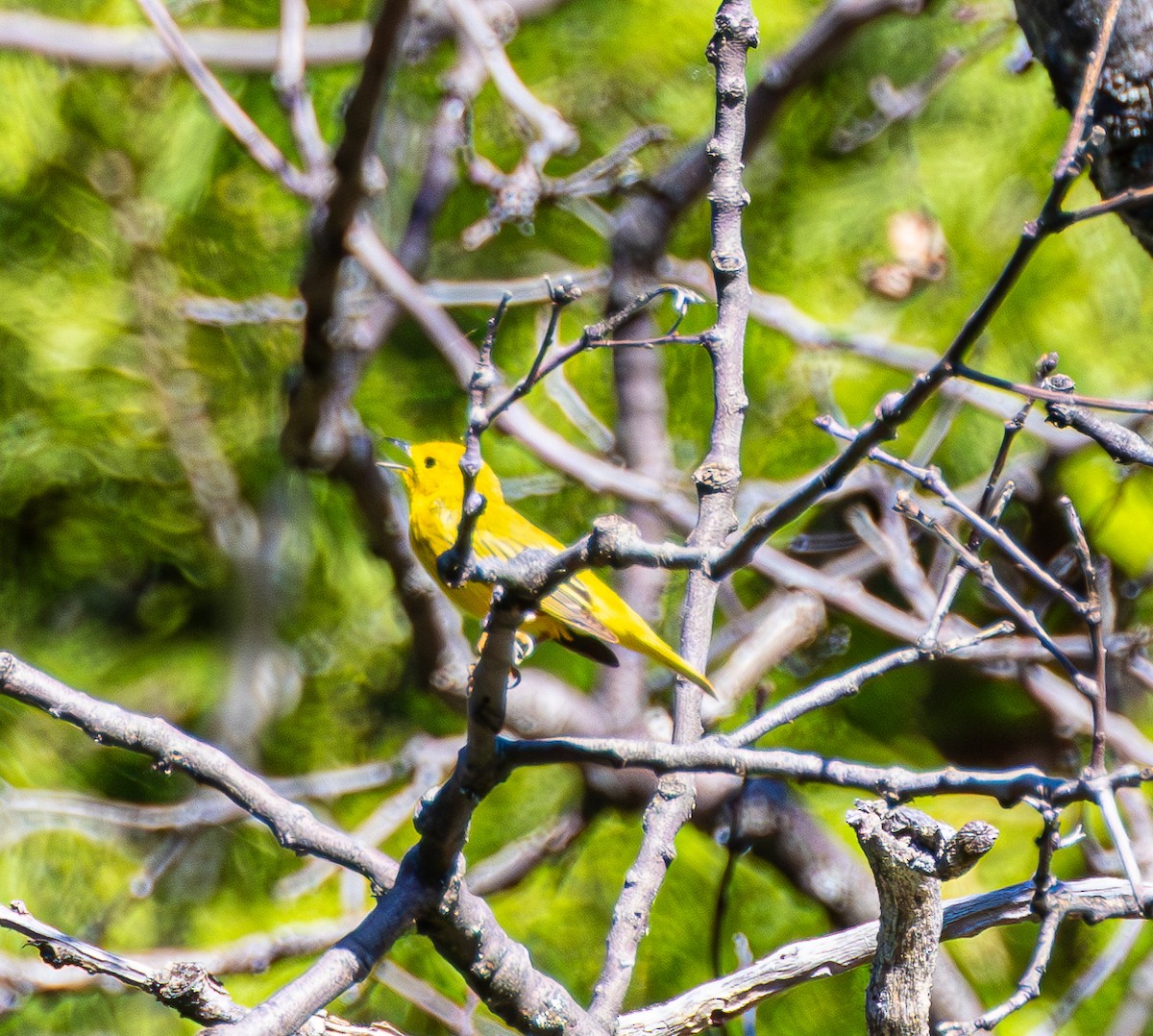 Yellow Warbler - Ben  Valdez