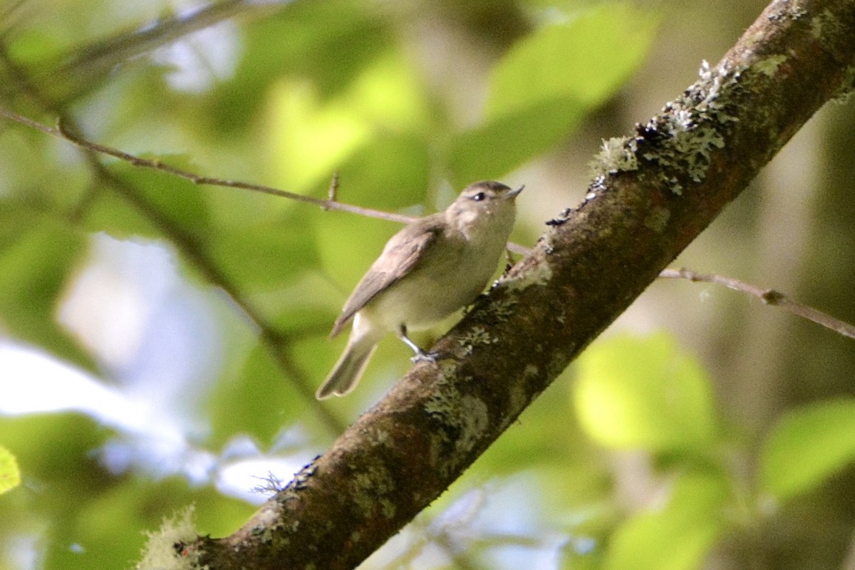 Warbling Vireo - ML620722270