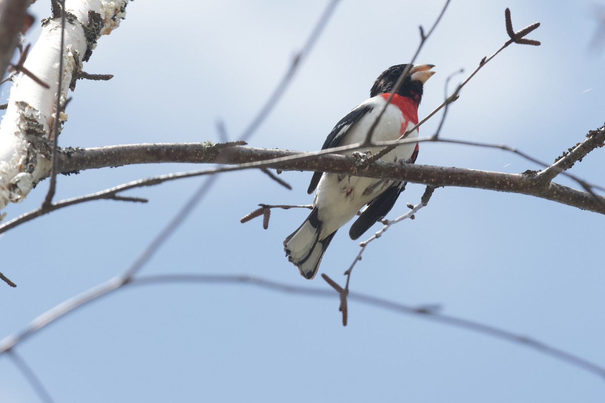 Rose-breasted Grosbeak - ML620722276