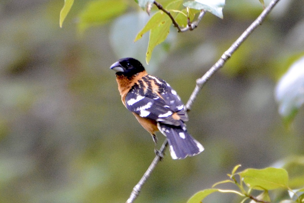 Cardinal à tête noire - ML620722277