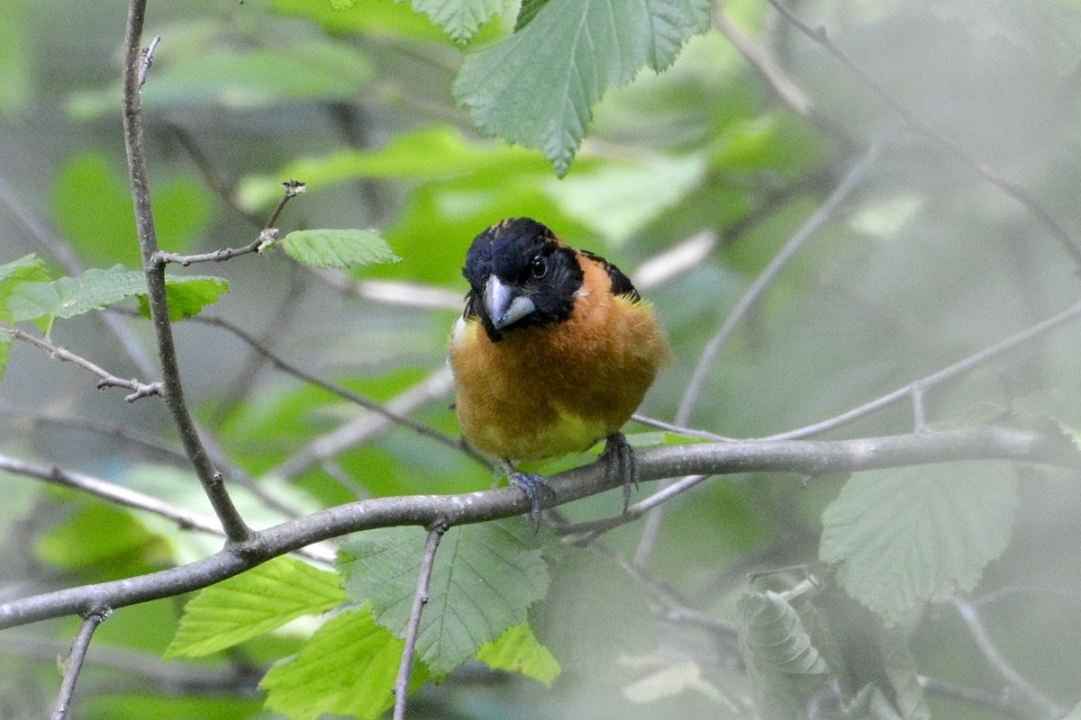 Cardinal à tête noire - ML620722279