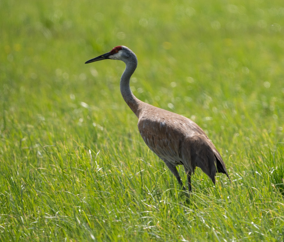 Sandhill Crane - ML620722280