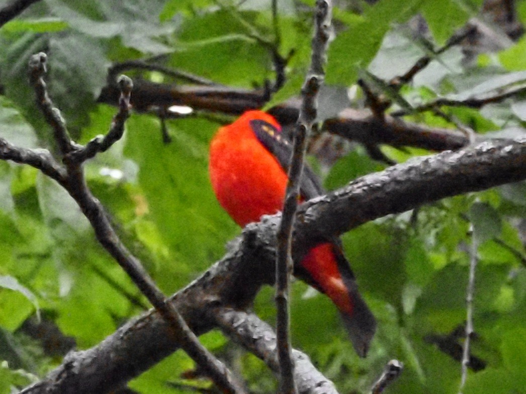 Scarlet Tanager - ML620722281