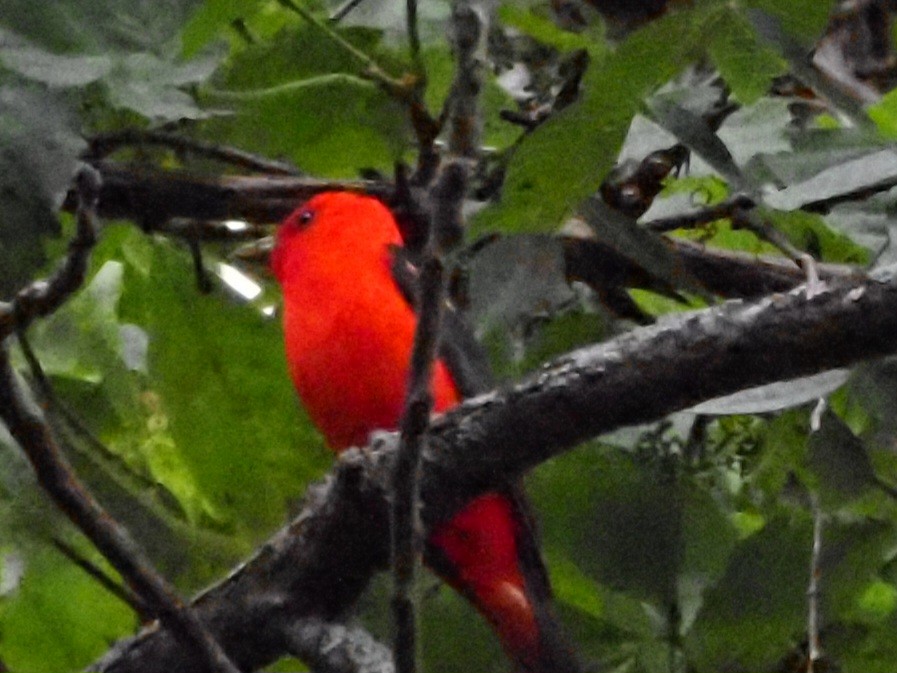 Scarlet Tanager - ML620722282