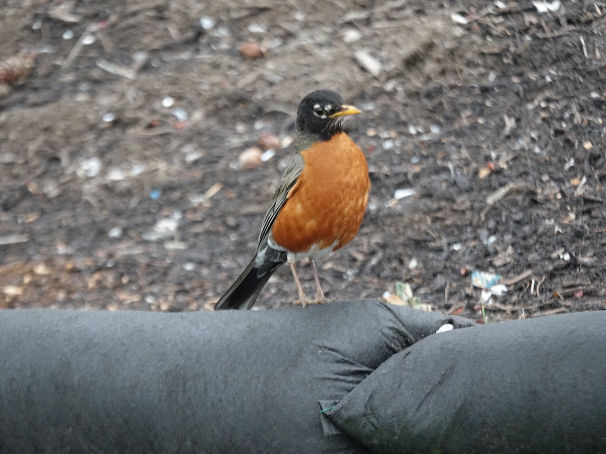 American Robin - ML620722286