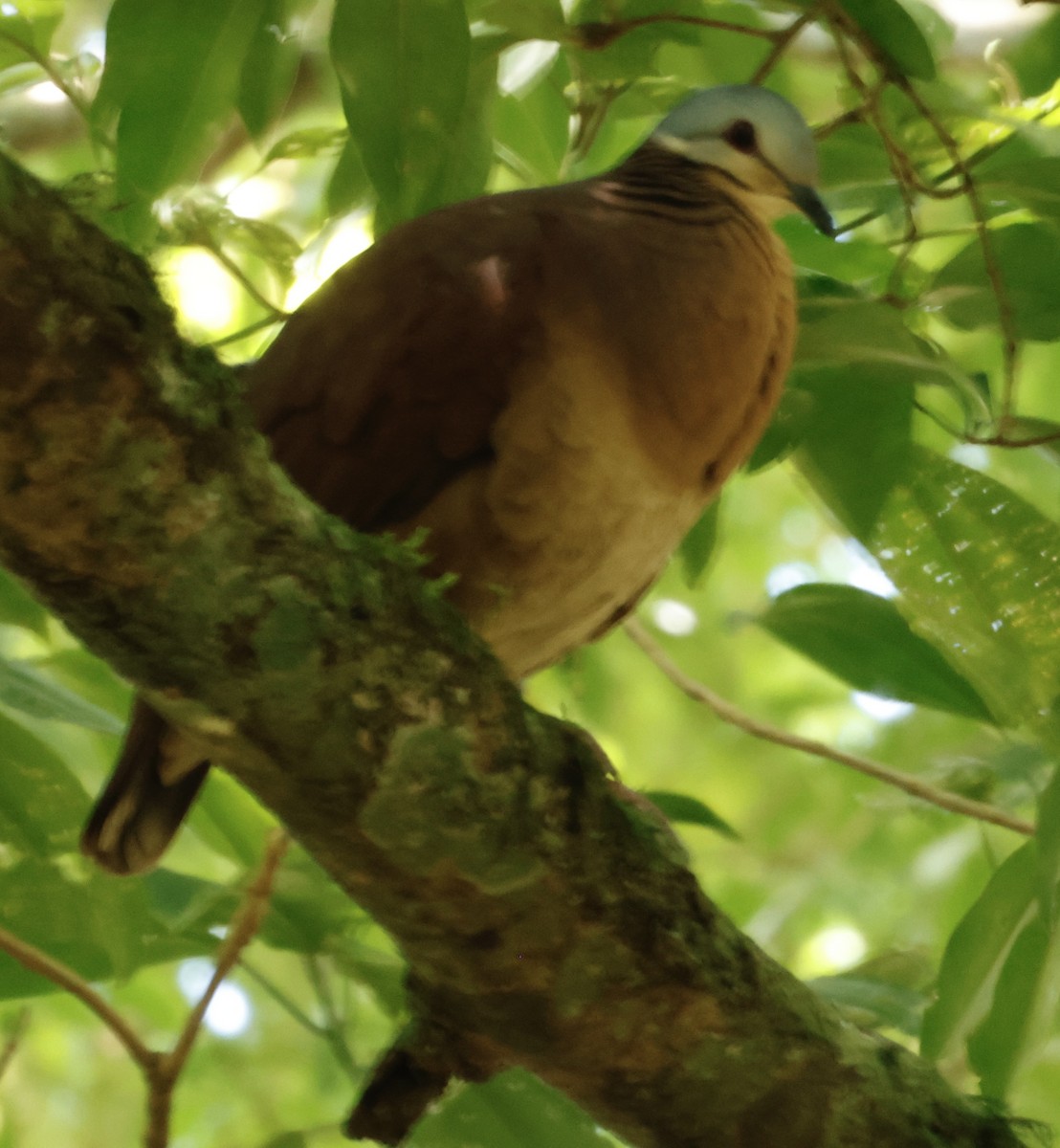 Chiriqui Quail-Dove - ML620722288