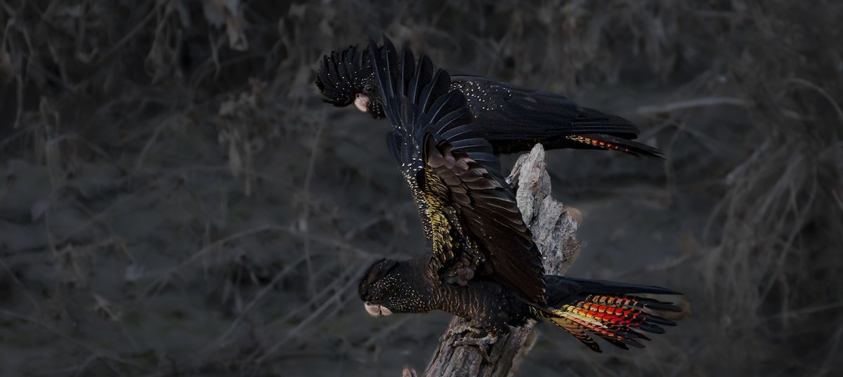 Red-tailed Black-Cockatoo - ML620722291