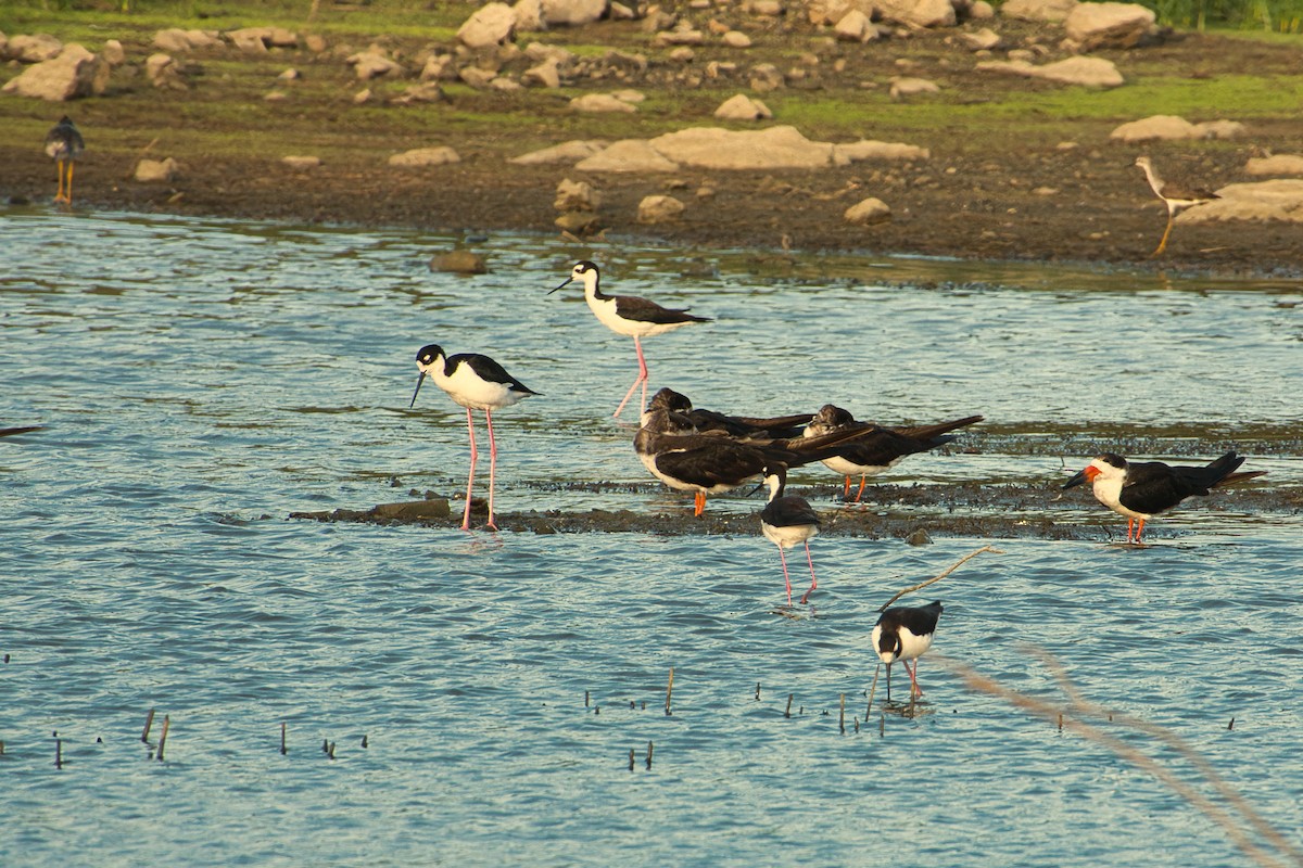 Schwarznacken-Stelzenläufer - ML620722293