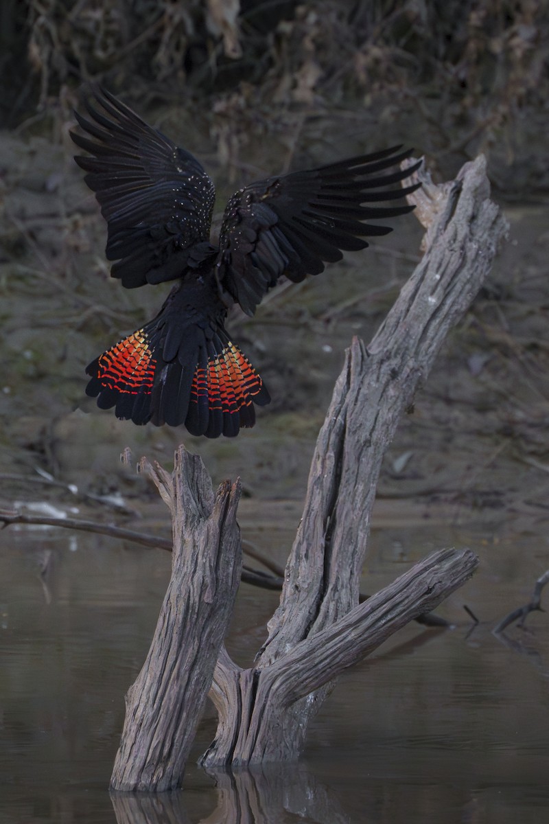Red-tailed Black-Cockatoo - ML620722294