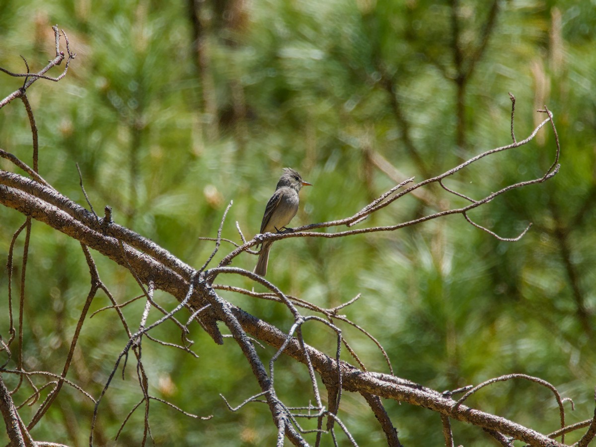 Greater Pewee - ML620722295