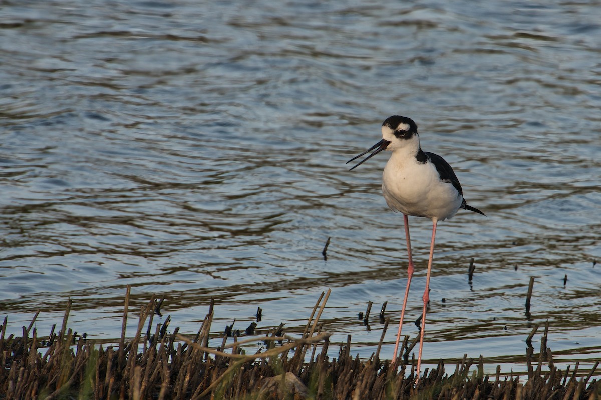 Black-necked Stilt - Rob Kelder