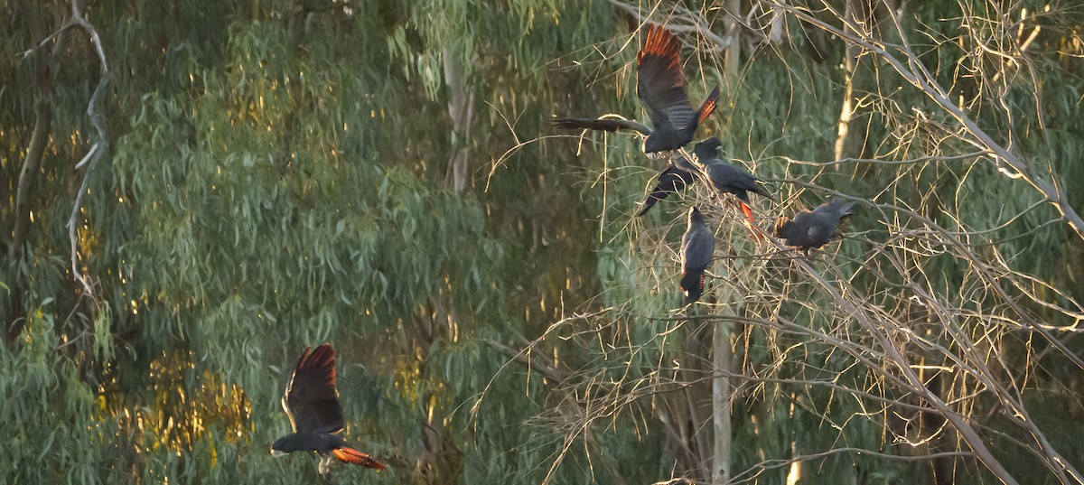 Red-tailed Black-Cockatoo - ML620722298