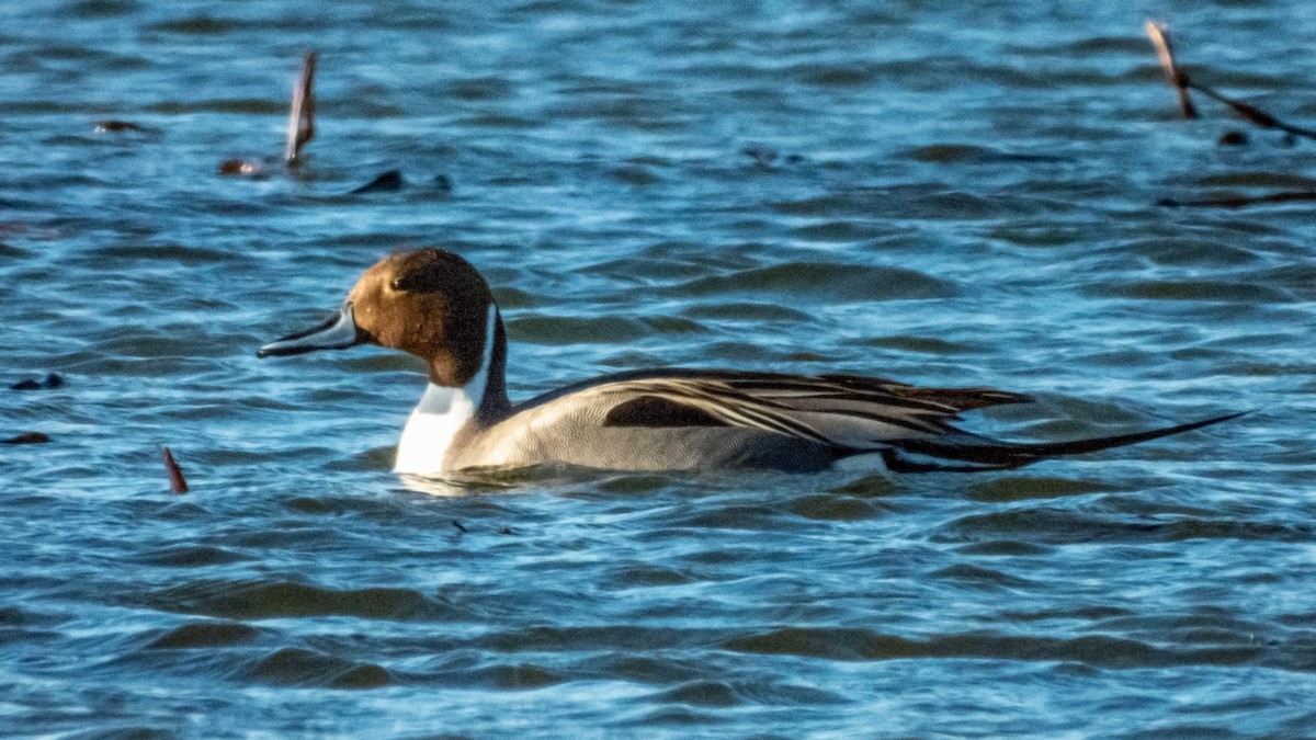 Northern Pintail - ML620722303