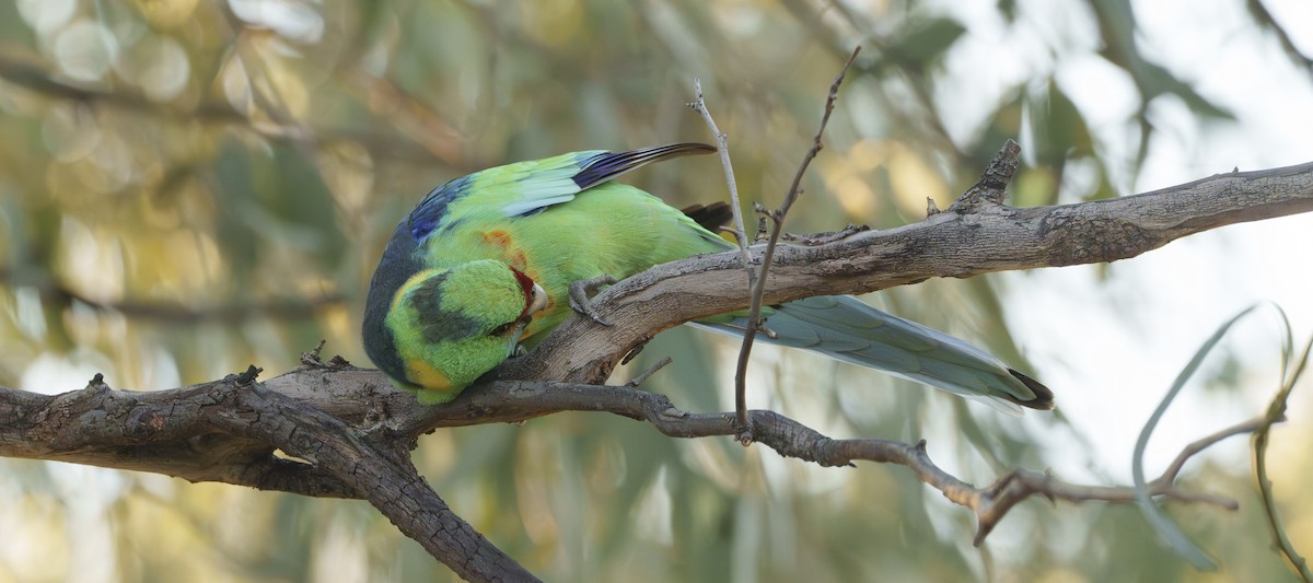 Perico de Port Lincoln (barnardi) - ML620722306