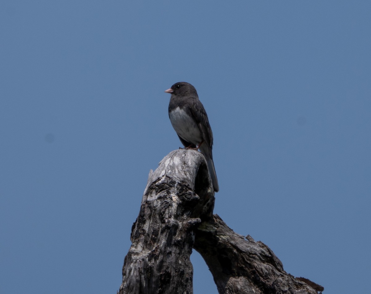 Dark-eyed Junco - ML620722307