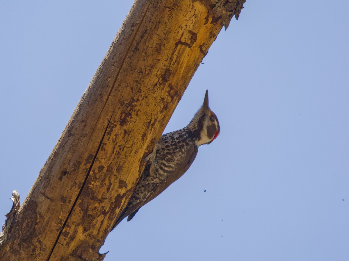 Arizona Woodpecker - ML620722308