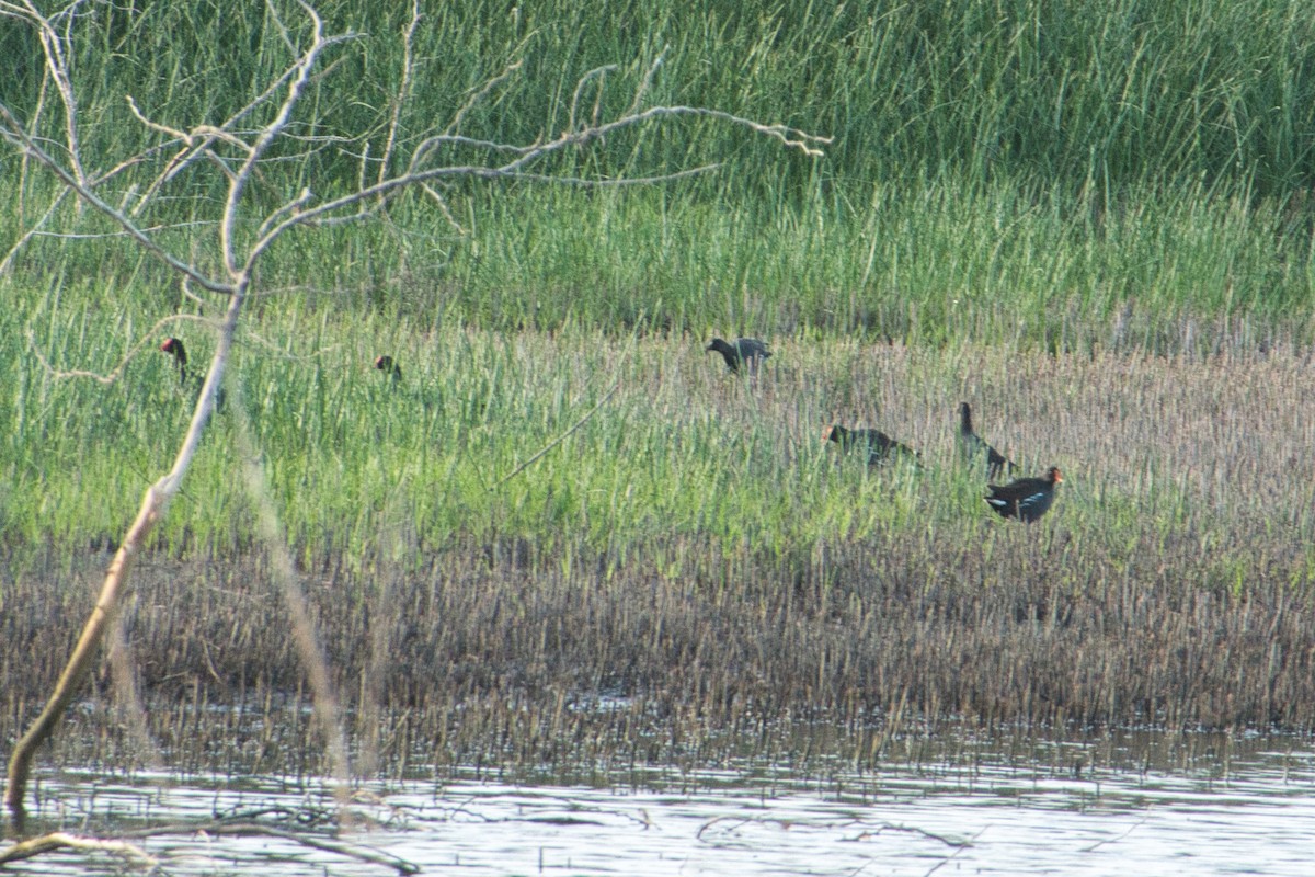 Common Gallinule - ML620722309