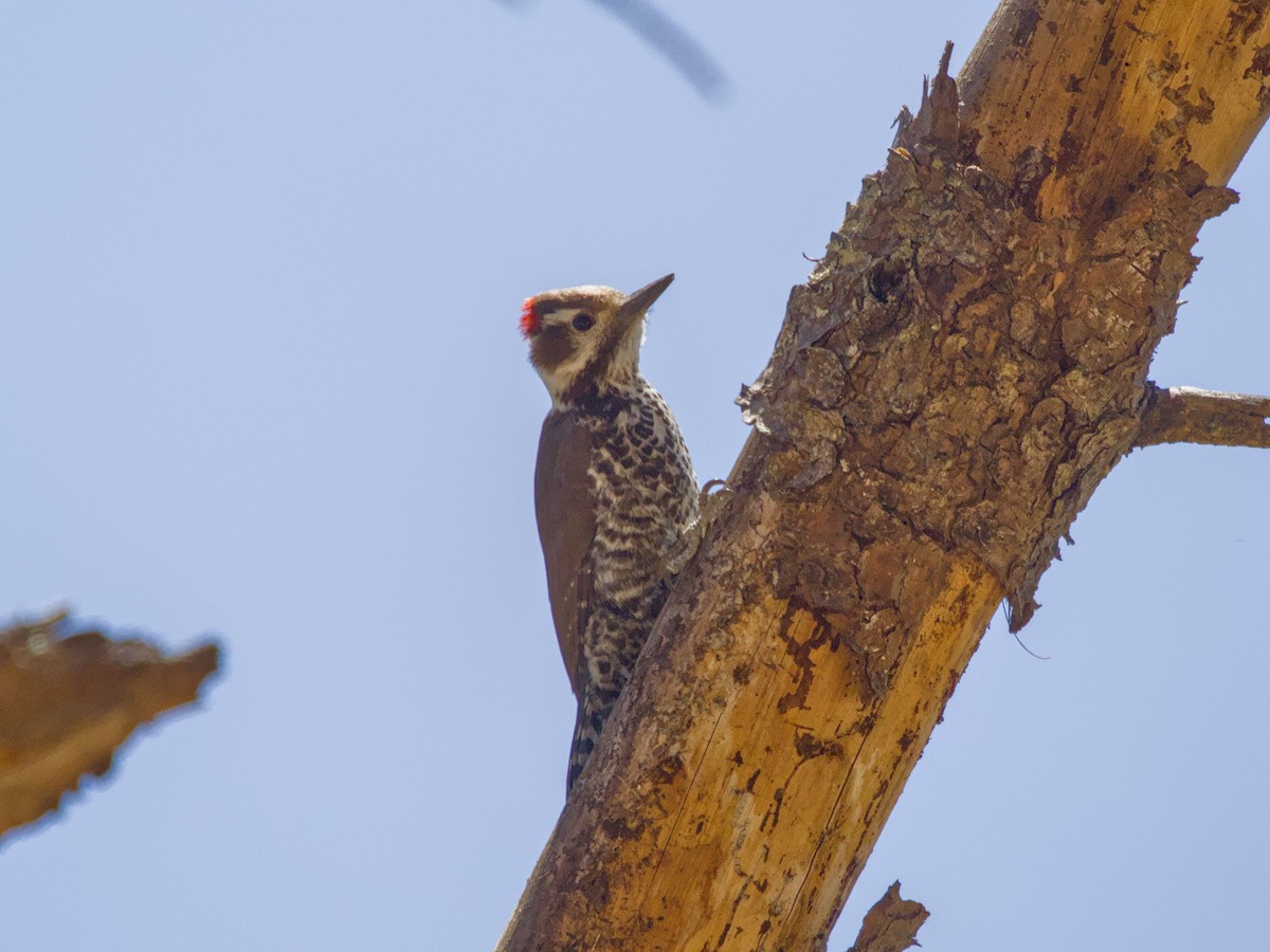 Arizona Woodpecker - ML620722310