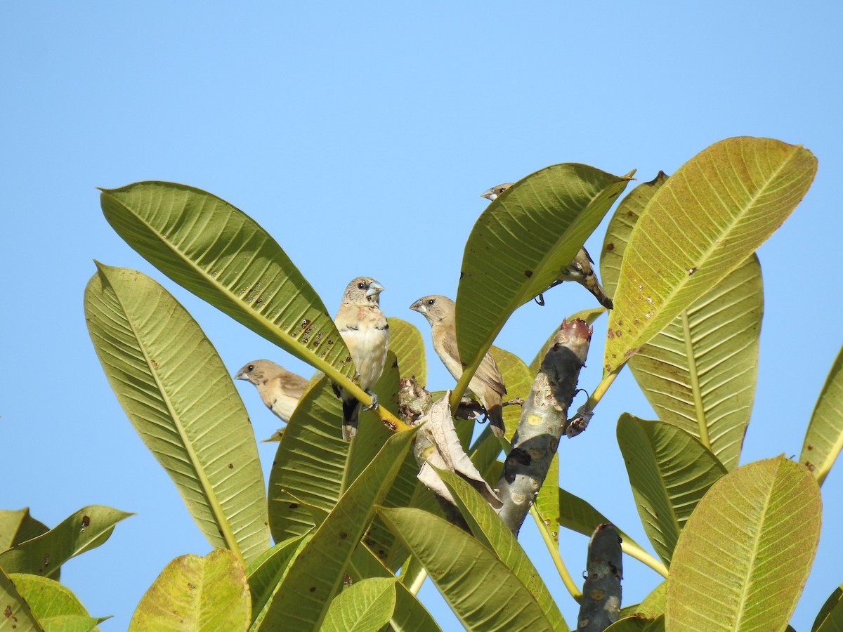 Chestnut-breasted Munia - ML620722316