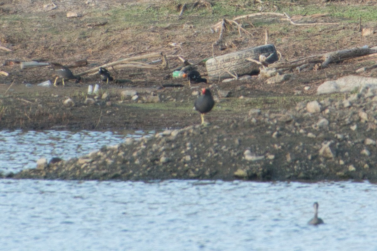 Common Gallinule - ML620722318