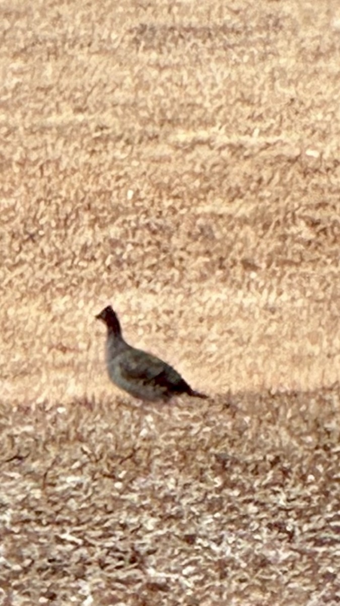 Sharp-tailed Grouse - ML620722333