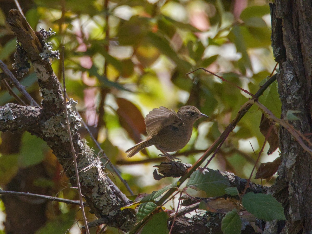 House Wren - ML620722338