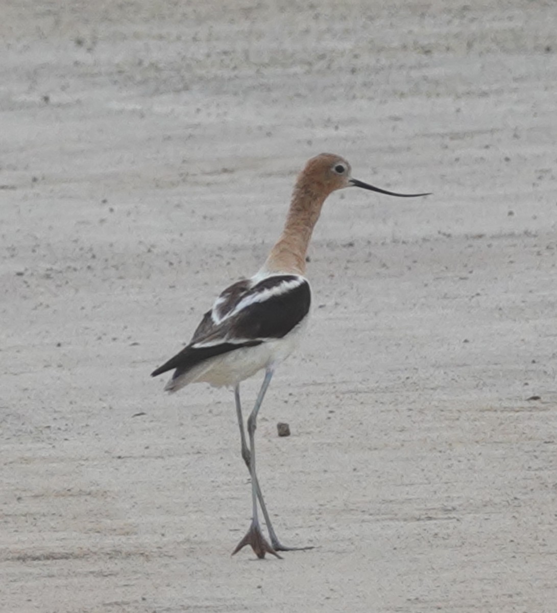 Avoceta Americana - ML620722339