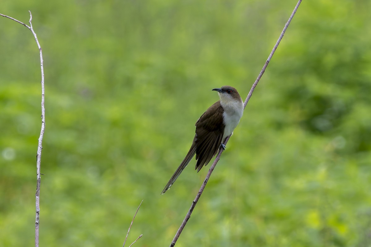 Black-billed Cuckoo - ML620722341