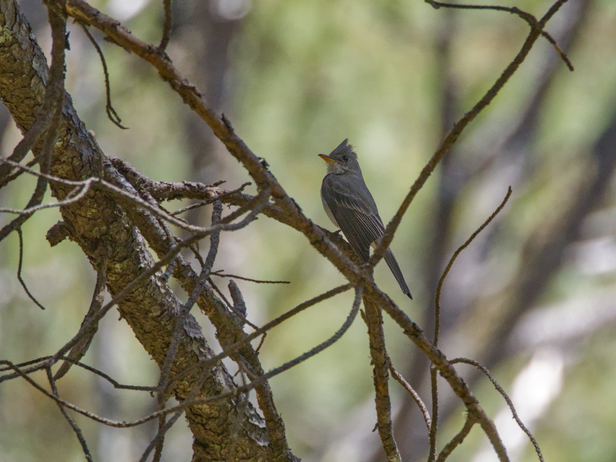 Greater Pewee - ML620722345