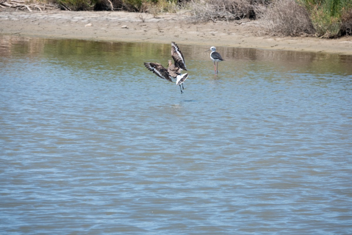 Black-tailed Godwit - ML620722348