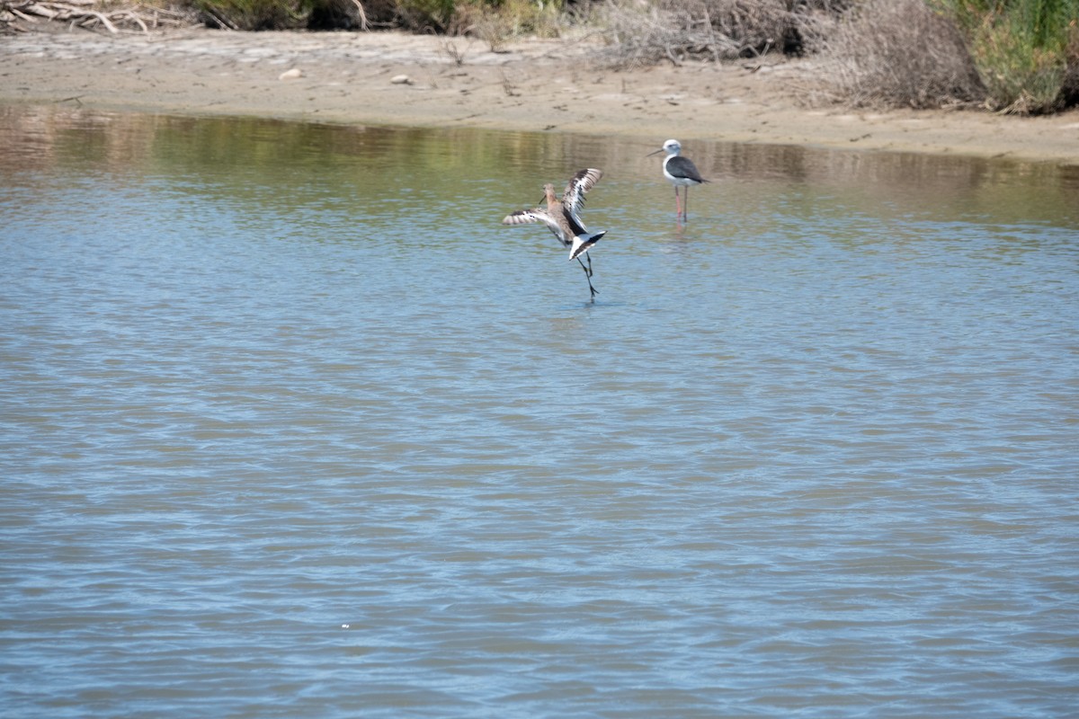 Black-tailed Godwit - André Matos