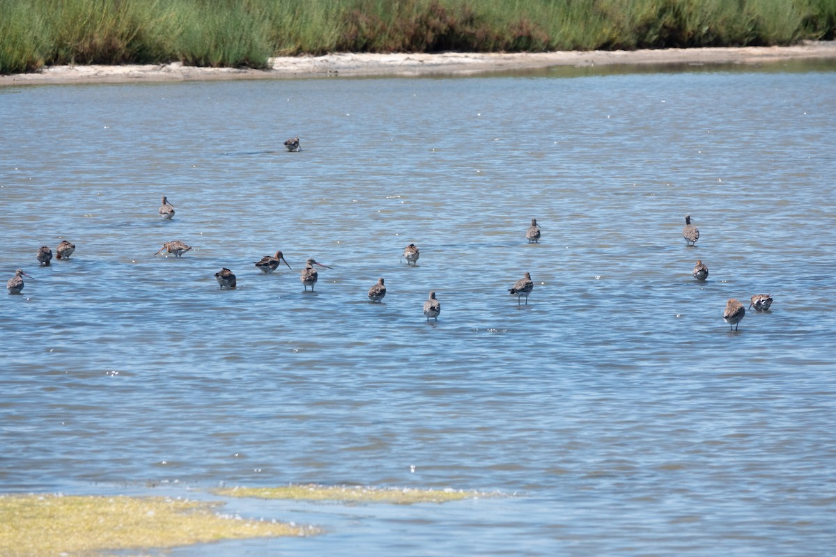 Black-tailed Godwit - ML620722350