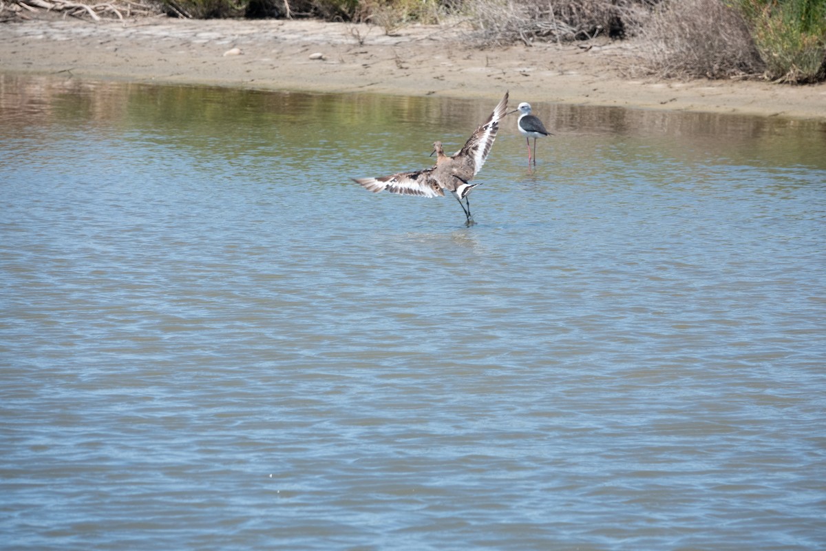 Black-tailed Godwit - André Matos