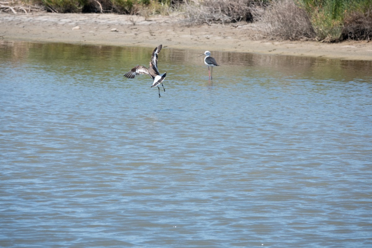 Black-tailed Godwit - ML620722353