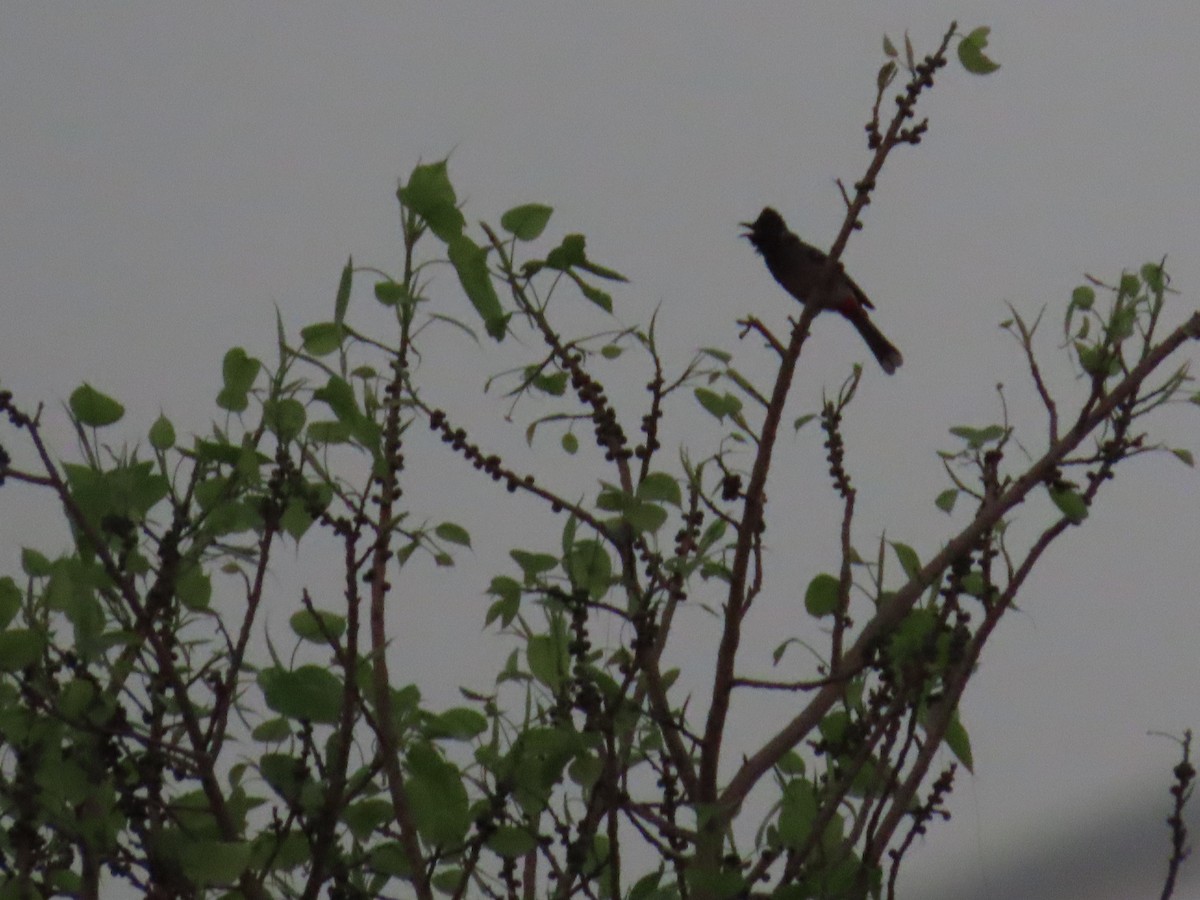 Red-vented Bulbul - ML620722356