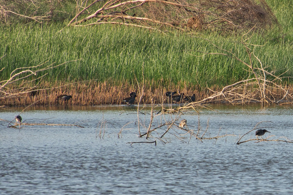 Green Heron - ML620722358