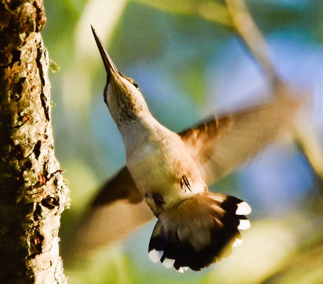 Ruby-throated Hummingbird - Jason C. Martin