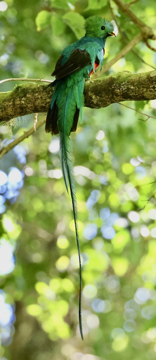 Quetzal Guatemalteco - ML620722360
