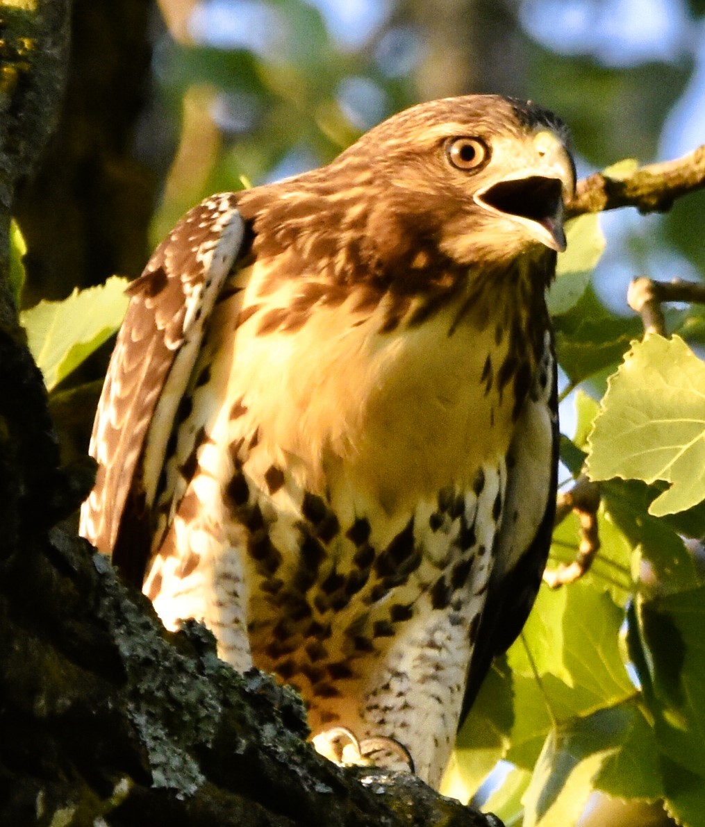 Red-tailed Hawk - ML620722380