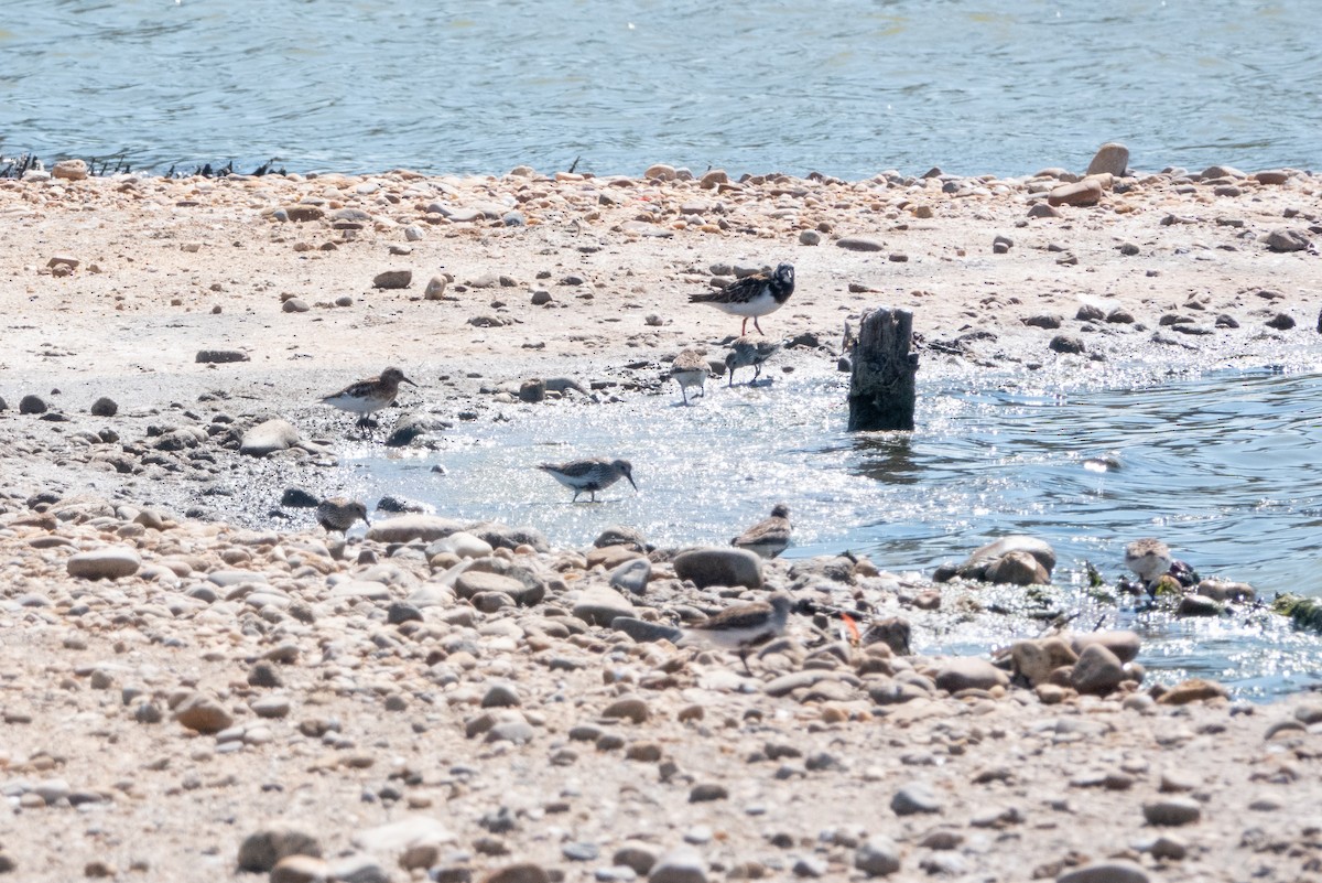 Bécasseau sanderling - ML620722398