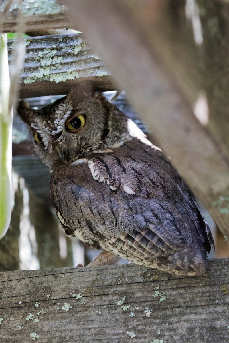 Western Screech-Owl - ML620722400