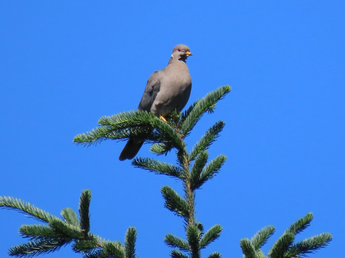 Band-tailed Pigeon - ML620722401