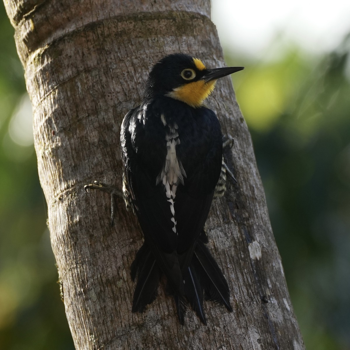 Yellow-fronted Woodpecker - ML620722402
