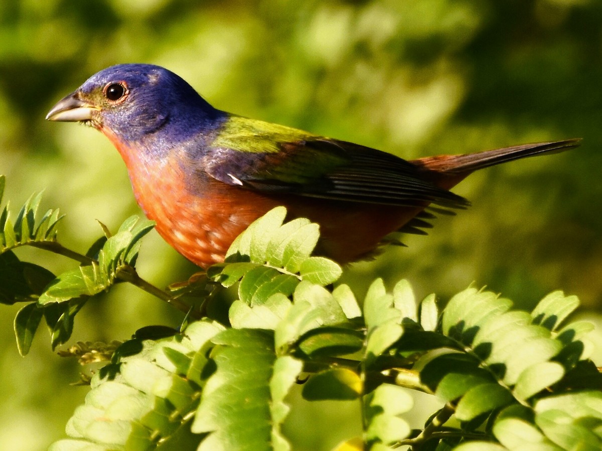 Painted Bunting - ML620722406