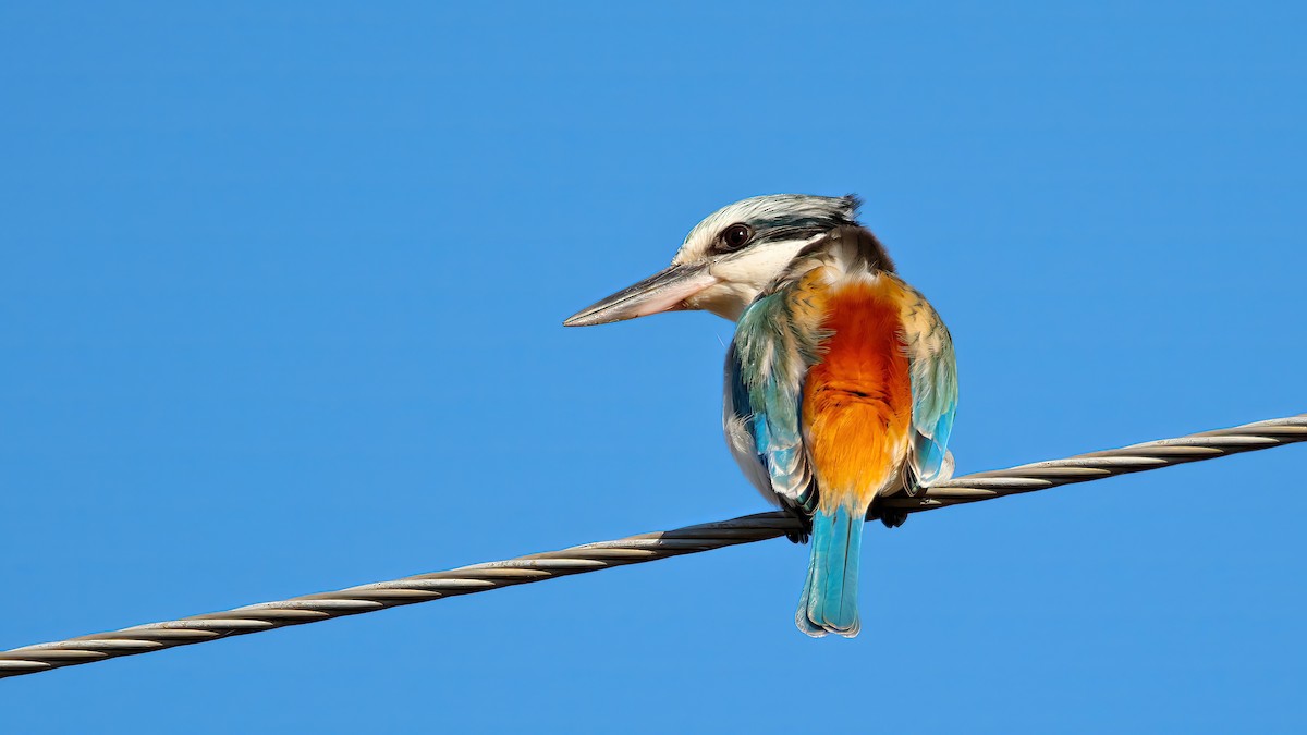 Red-backed Kingfisher - ML620722410