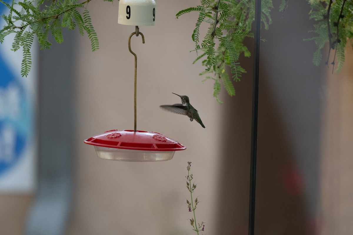 Anna's Hummingbird - ML620722411